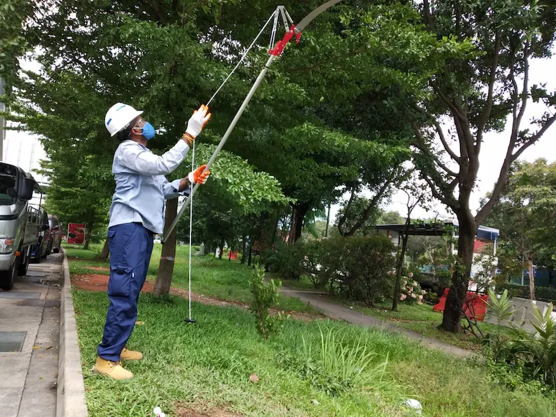Wizclean Staff Pruning a Tree