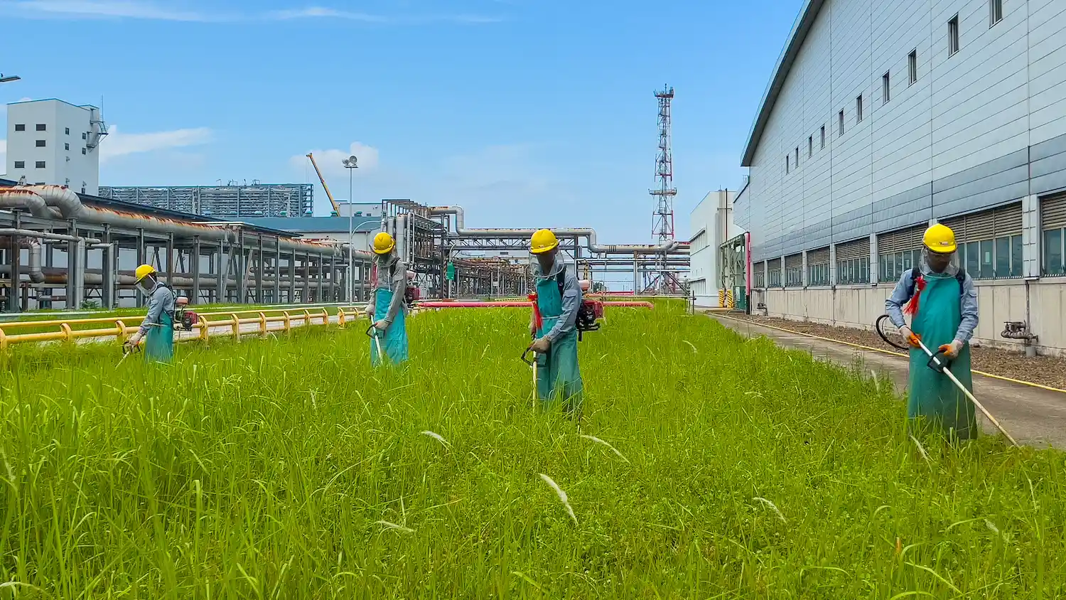 Vortex staff cutting grass while wearing the right gear and using the right tools.