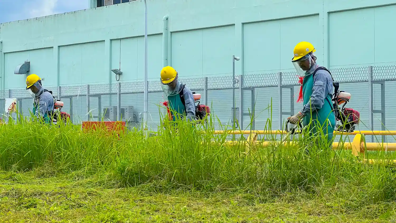 Wizclean staff cutting grass, wearing the appropriate gear and using the right tools.